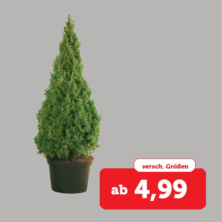 Abbildung getopfter Weichnachtsbaum