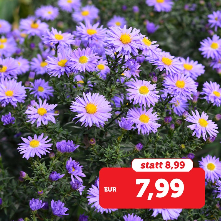 Bild der Herbstaster als Busch im Angebot