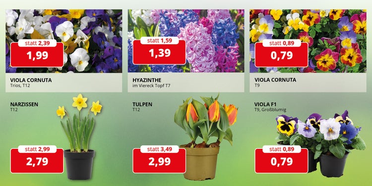 Angebotsblumen zum Vorbestellen