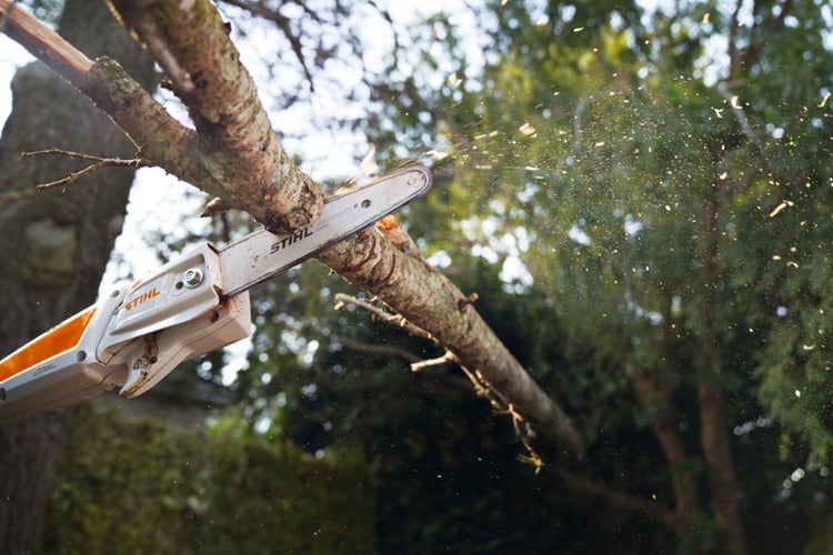 Detailansicht STIHL HTA 50 Akku-Hochentaster