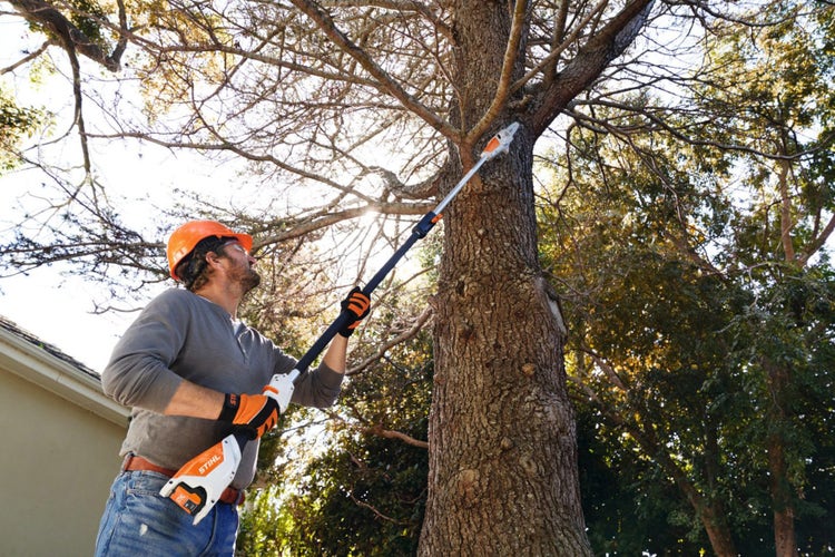 Mann bearbeitet Baum mit STIHL HTA 50 Akku-Hochentaster