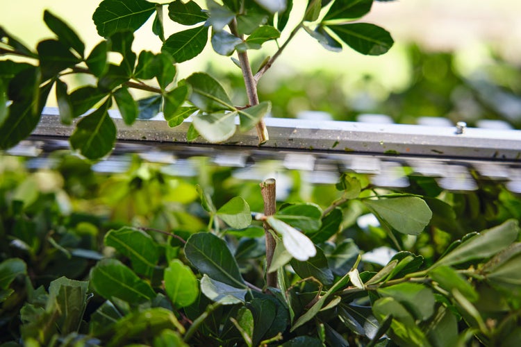 Nahaufnahme der STIHL HSA 40 beim Hecke schnieden